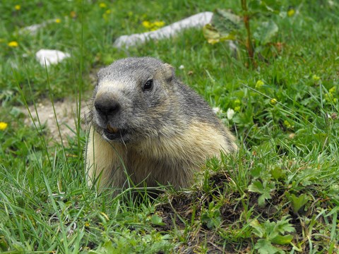 marmotte à Champagny