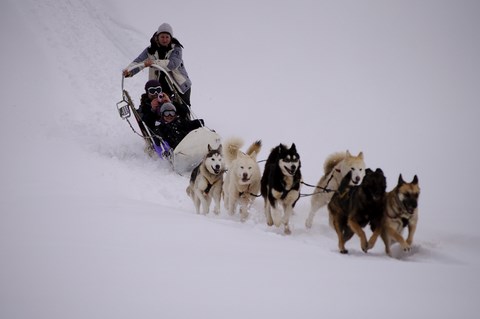 chiens de traineaux