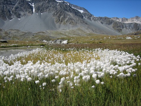 linaigrettes à Champagny, location sureaux