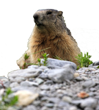 marmottes à Champagny en Vanoise